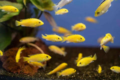Labidochromis Yellow