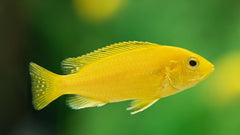 Labidochromis Yellow
