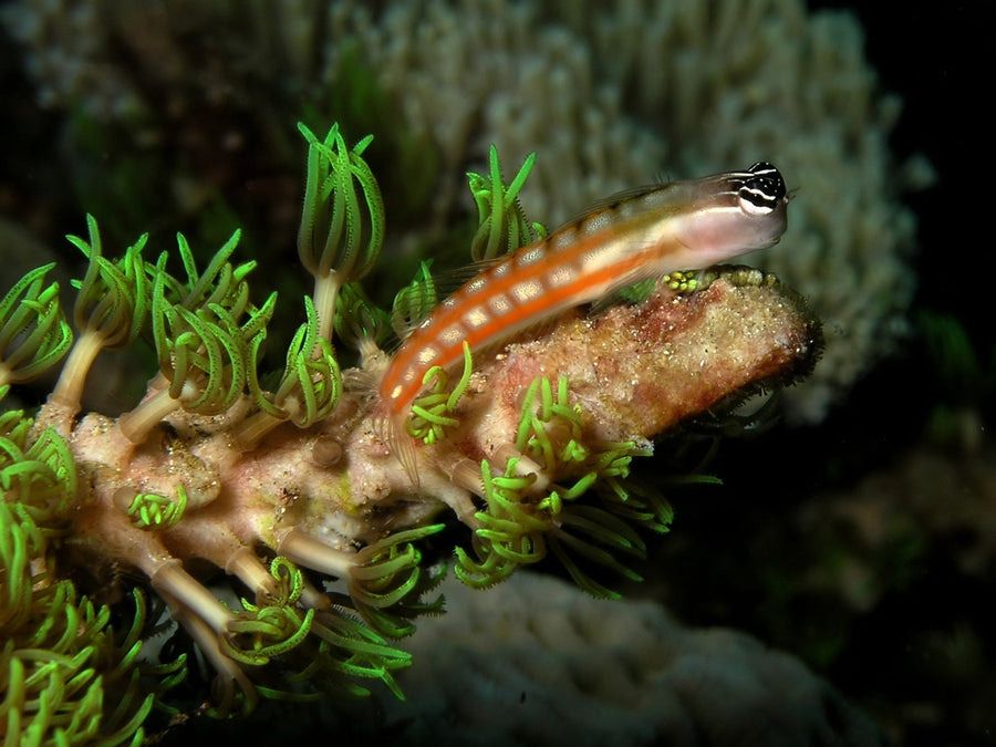 Blennies