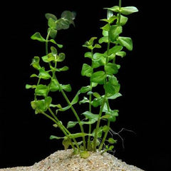 Lemon Bacopa Submerged Potted