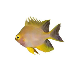 Lemon Damsel