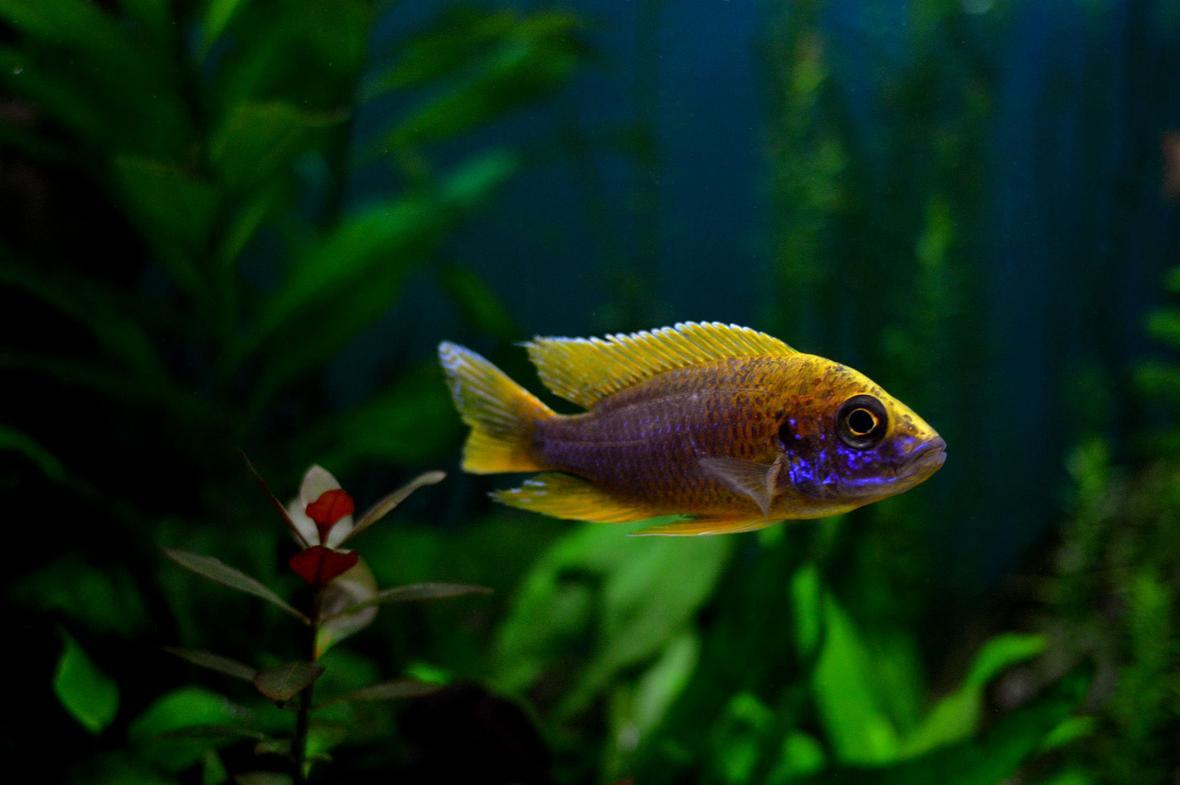 Lemon Jacobfreibergi Peacock Cichlid