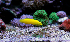 Lemon Meringue Wrasse - Medium