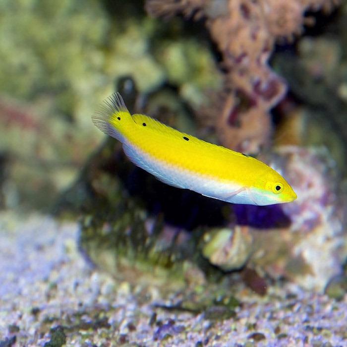 Lemon Meringue Wrasse - Medium