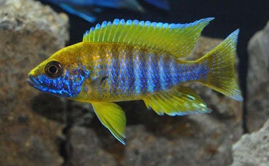 Aulonocara Mamelela