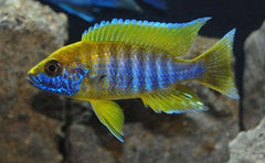 Aulonocara Mamelela