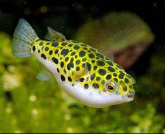 Leopard Puffer