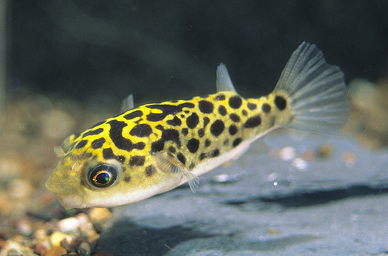 Freshwater Puffers
