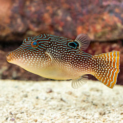 Peacock Puffer Pearl Toby