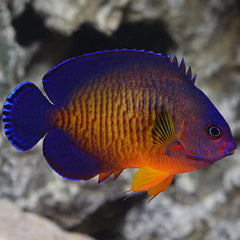 Coral Beauty Angel - Medium