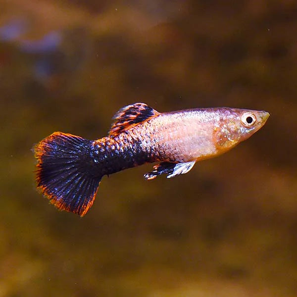 Guppy Female Pink Thuxido