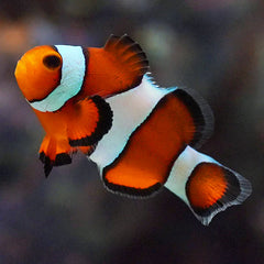 Mocha Ocellaris Clownfish Tank Raised - Medium
