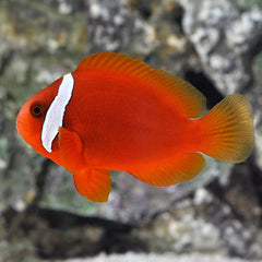 Tomato Clownfish Tank Raised - Medium