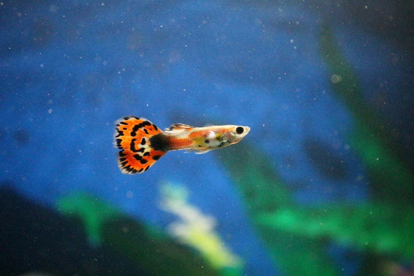 Dumbo Ear Guppy Male