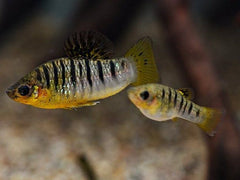 Black Bar Limia Livebearer