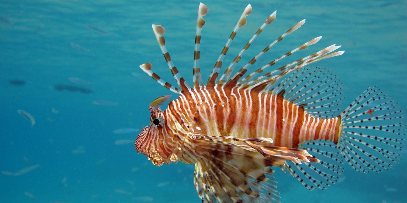 Lionfish