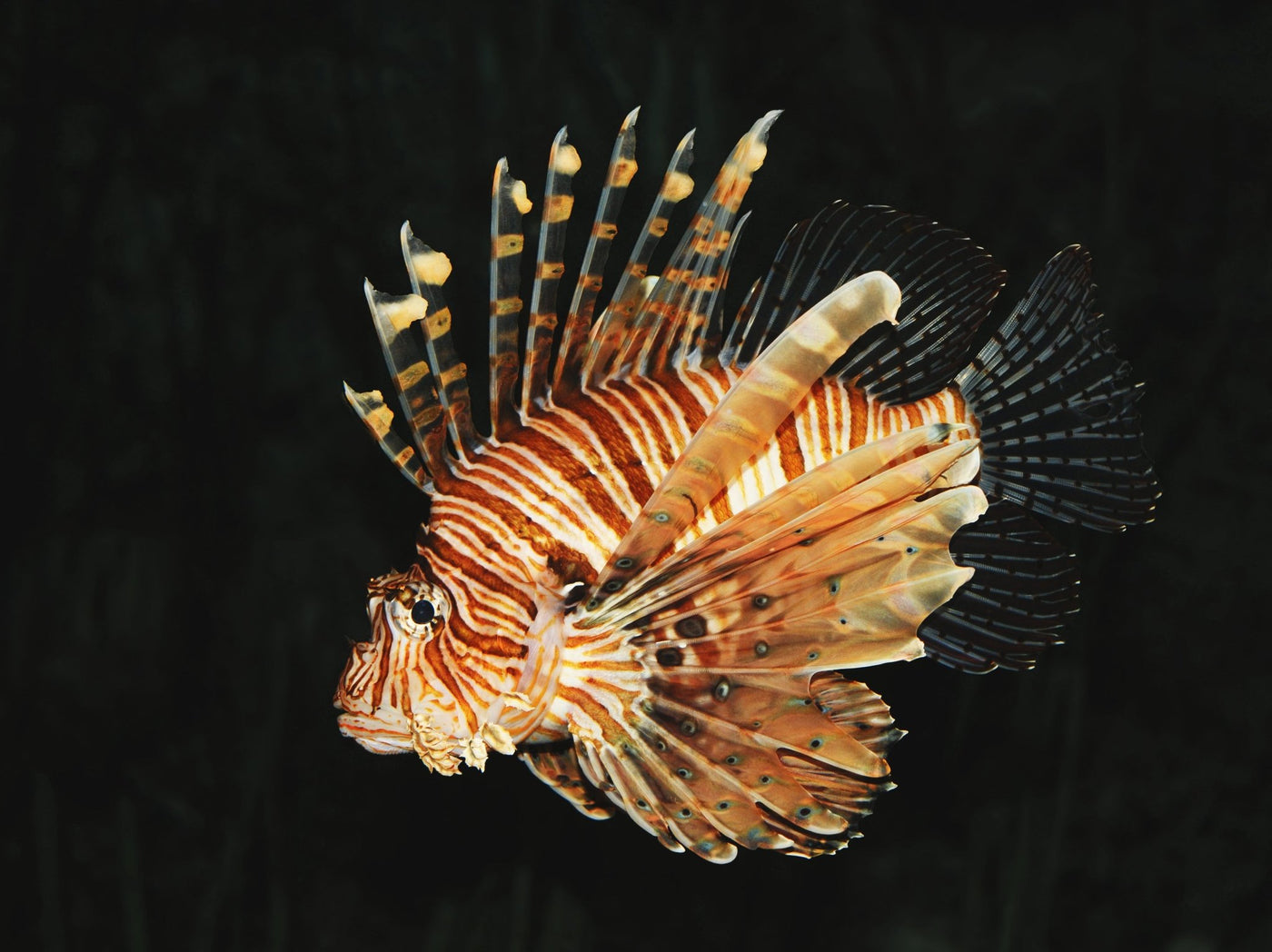 Devil Lionfish