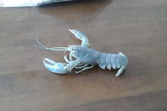 Ghost Lobster