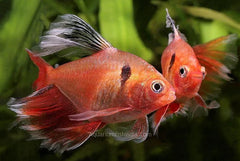 Longfin Serpae Tetra