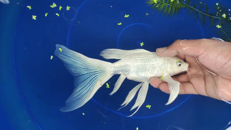 White Platinum Long Fin Koi - 12-14"