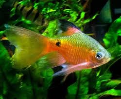 Longfin Rosy Barb