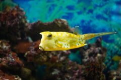 Longhorn Cowfish - Medium
