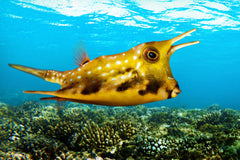 Longhorn Cowfish - Medium