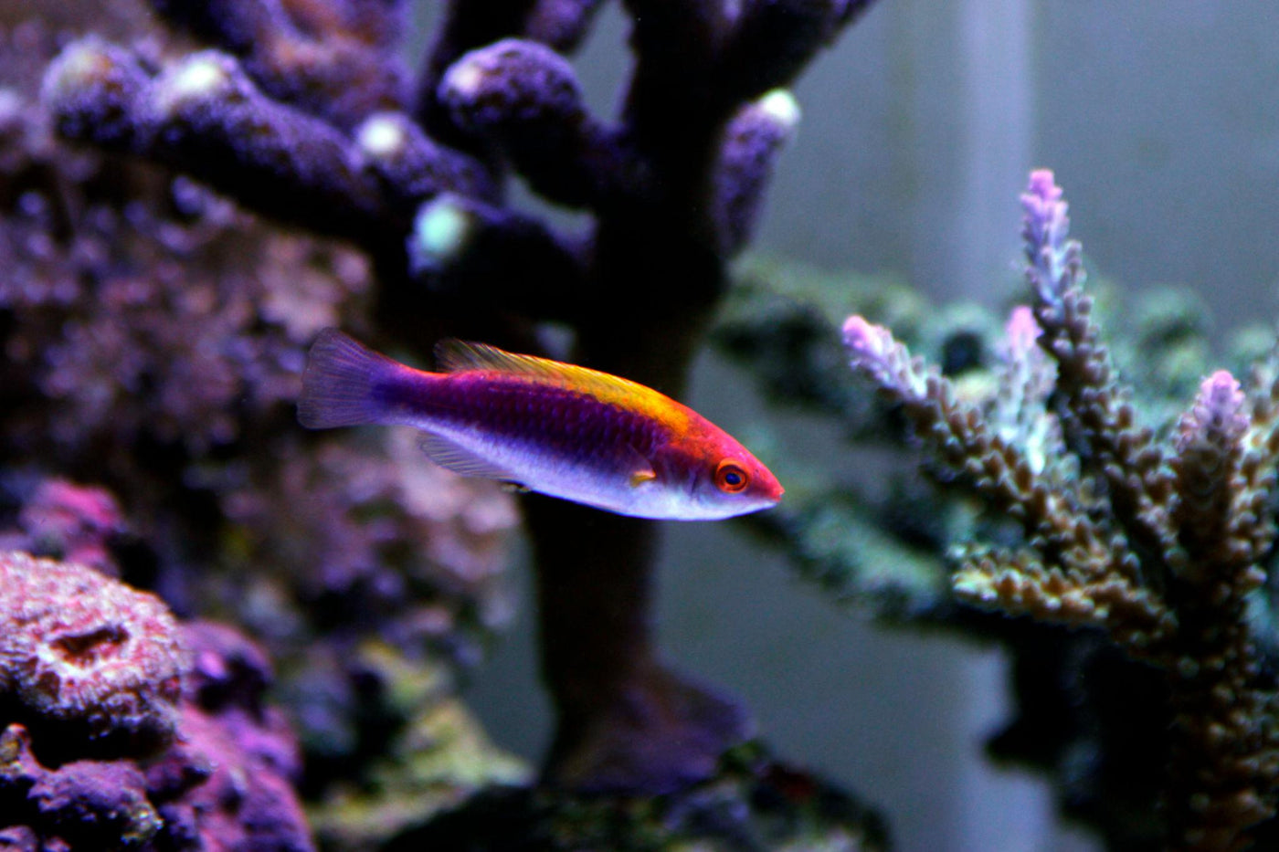 Lubbock's Fairy Wrasse Female - Medium