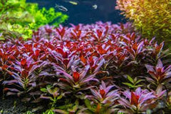Ludwigia Glandulosa