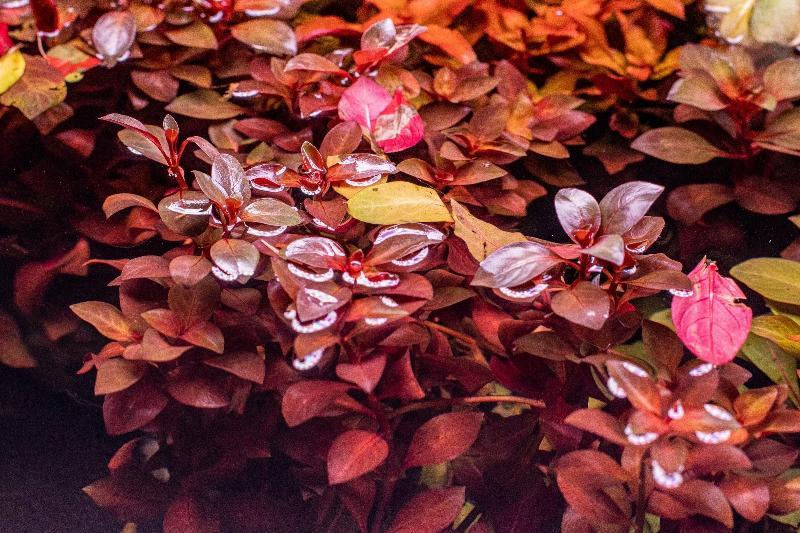 Ludwigia Super Red