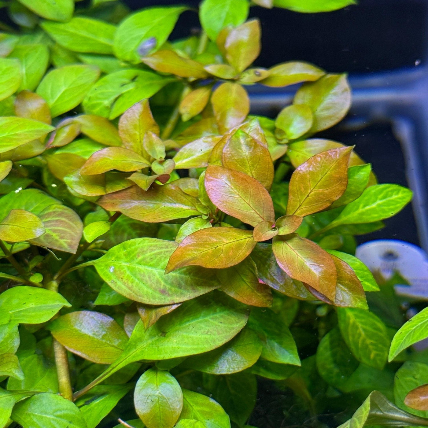 Ludwigia Ovalis Submerged Potted