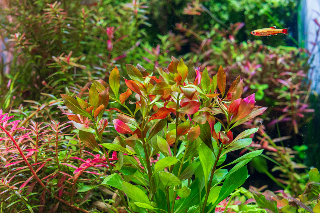 Ludwigia Repense