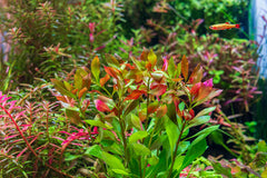 Ludwigia Repense