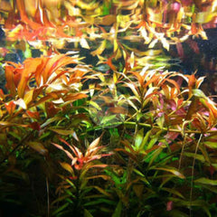 Ludwigia Repense