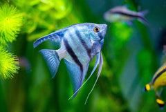Angel Blue