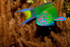 Lunare Wrasse Indonesia - Small