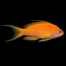 Lyretail Anthias Female Sri Lanka - Medium