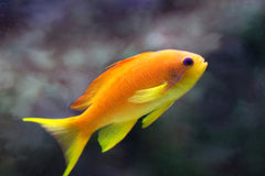 Lyretail Anthias Female Sri Lanka - Medium
