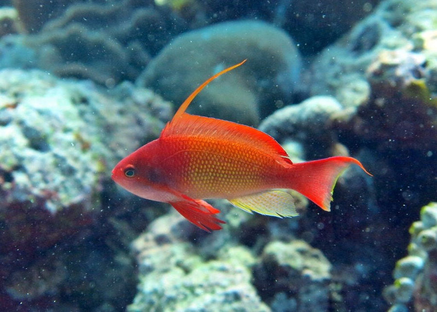 Anthias