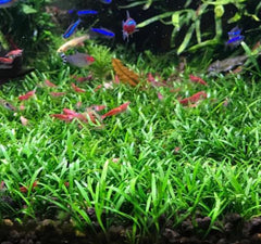 Cryptocoryne Parva Potted