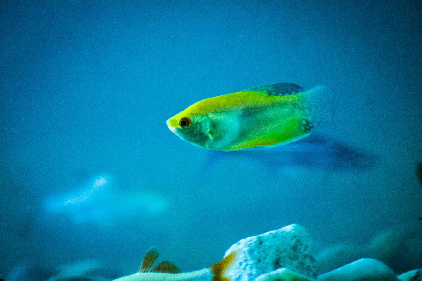 Neon Green Sailfin Molly