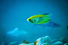 Neon Green Sailfin Molly