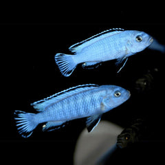 Malavi Blue Cichlid