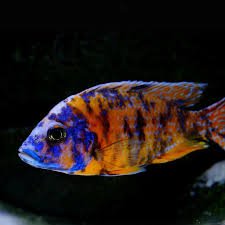 Malavi OB Peacock