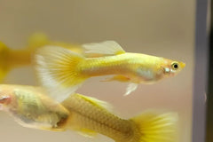 Guppy Yellow