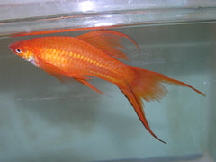 Red Lyretail Molly