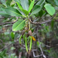 Mangrove Pod - Medium