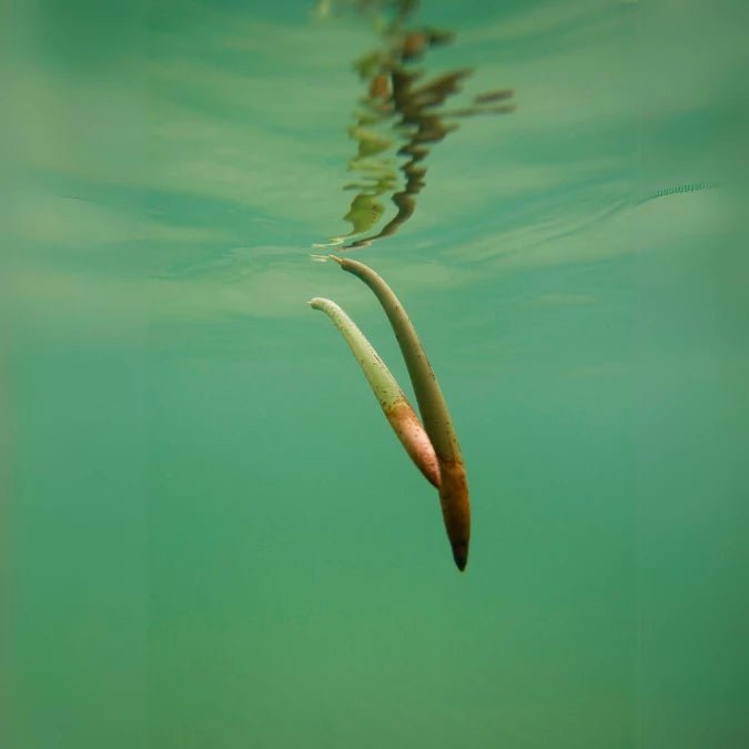 Mangrove Pod - Medium