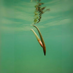 Mangrove Pod - Medium