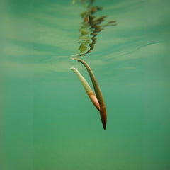 Mangrove Pod - Medium